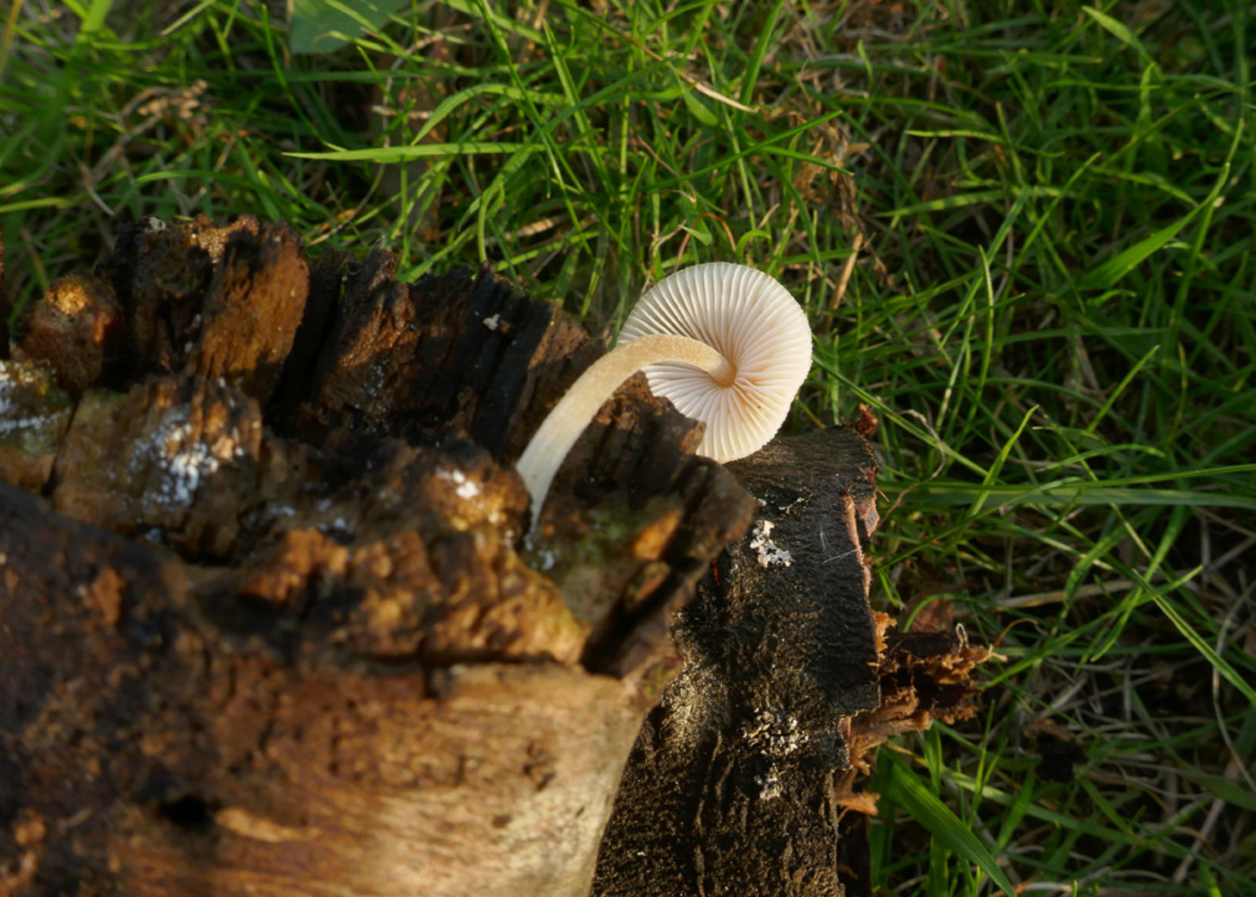 Photo © Jackie Ewan Pluteus cf. inquilinus by Jackie Ewan